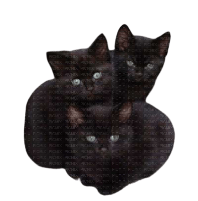 black kittens - nemokama png