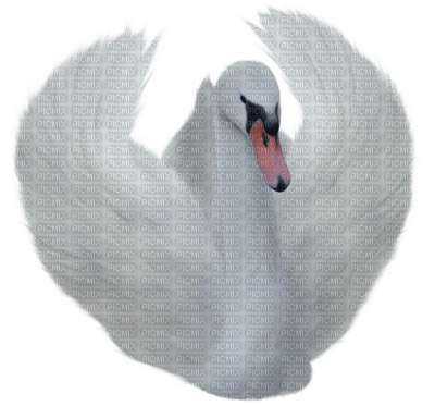 oiseaux - PNG gratuit