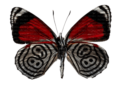 Kaz_Creations Butterflies Butterfly Deco - nemokama png
