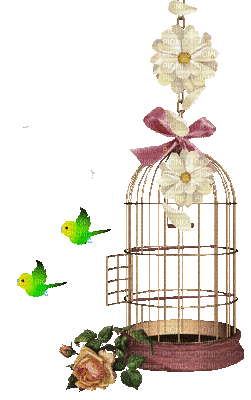birdcage bp - Free animated GIF