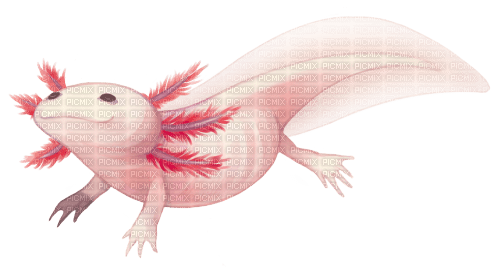 Axolotls - 免费PNG
