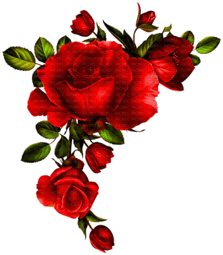 Roses.Red - besplatni png