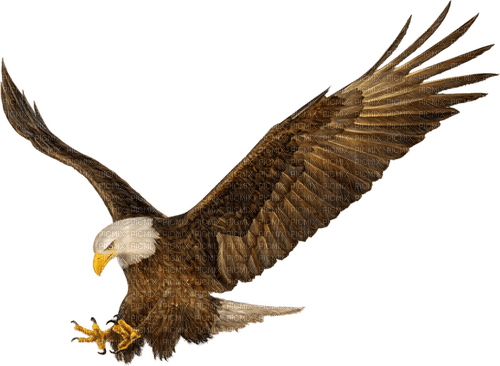 Eagle-RM - png gratis