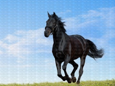 cheval noir - Free PNG