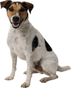 Kaz_Creations Dog Pup - Free PNG