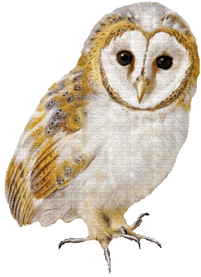 Kaz_Creations Owls Owl Birds Bird - Zdarma animovaný GIF
