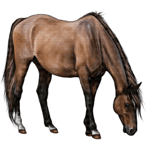 Horse - zdarma png