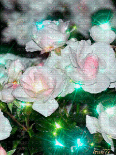 SPARKLE ROSES - Безплатен анимиран GIF