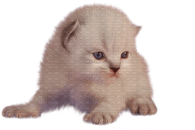 Kaz_Creations Cat Kitten - zdarma png