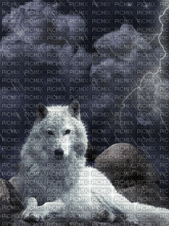 Lobo - Darmowy animowany GIF