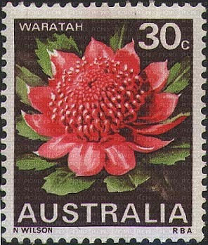 Australian native flowers bp - 免费PNG