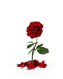 rózsa - Animovaný GIF zadarmo