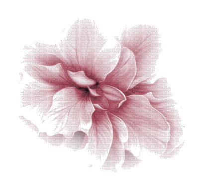 fleur - Бесплатный анимированный гифка
