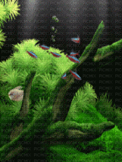 aquarium fish - 無料のアニメーション GIF