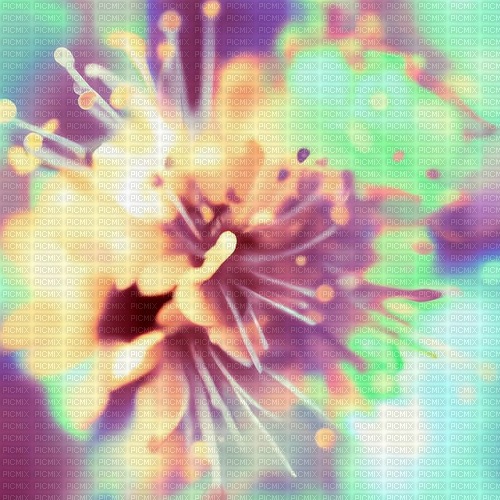 Background Linden Blossom - 免费PNG