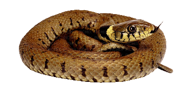 Kaz_Creations Snake Animated - Δωρεάν κινούμενο GIF
