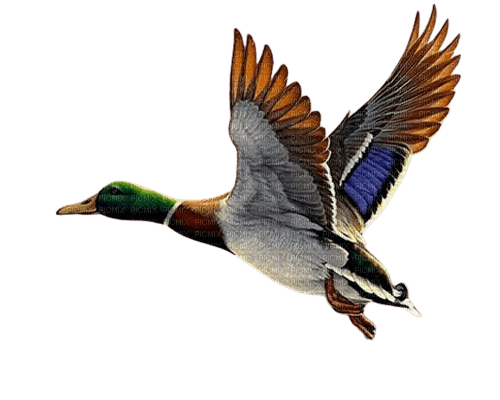 Duck - Free PNG