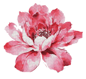 flor rosa  dubravka4 - png gratis