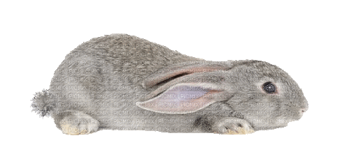 Rabbit.Lapin.Conejo.Pâques.Victoriabea - GIF animate gratis