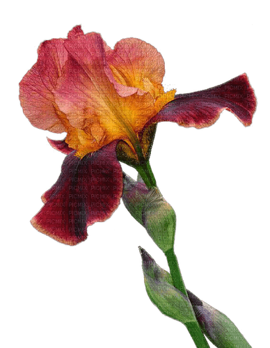 fleur marron.Cheyenne63 - png grátis