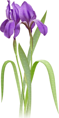 soave deco flowers iris purple  green - ücretsiz png