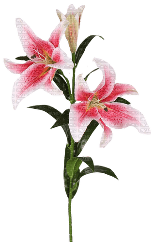 pink lilies Bb2 - gratis png