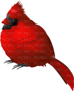 fågel-röd---bird-red - nemokama png