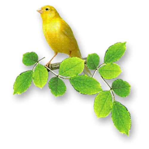 Bird yellow green Spring - gratis png