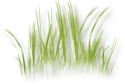 Grass - 免费PNG