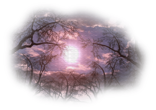 background transparent sky tree branches - 免费PNG