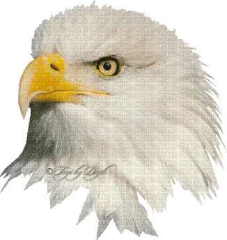 aguia - Gratis animerad GIF