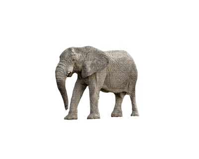 elephant, elefantti - png ฟรี