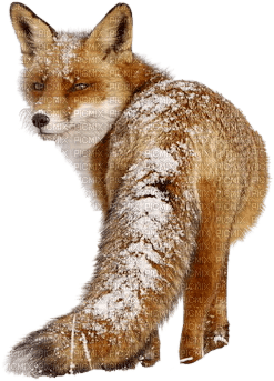 dolceluna fox - PNG gratuit
