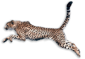 Kaz_Creations Cheetah - darmowe png
