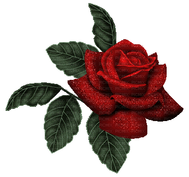 Red rose - Animovaný GIF zadarmo