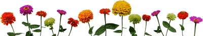 fleurs - безплатен png