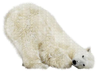 Galoot Bear White - Bogusia - gratis png
