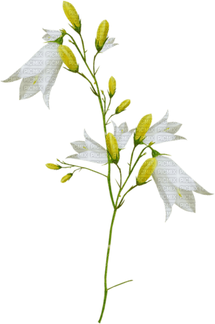 white flower - kostenlos png