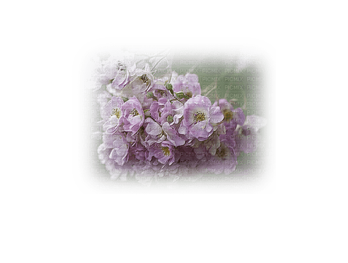 blommor-...flowers - 無料png