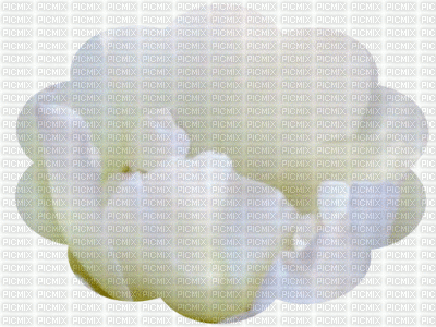 minou-flower-white animated - 免费动画 GIF