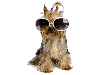 Kaz_Creations Dog Pup Dogs 🐶 - PNG gratuit
