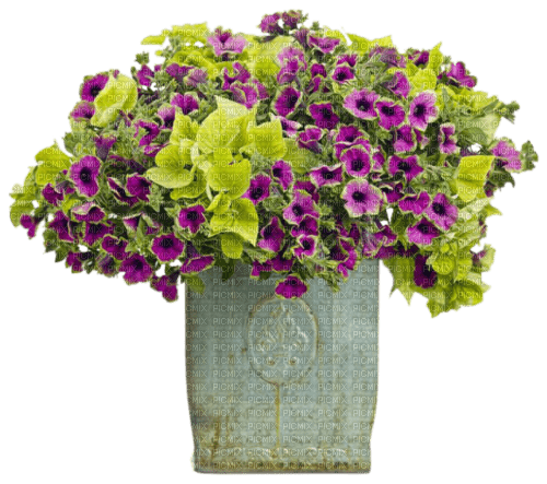 fleurs en pot web charmille - δωρεάν png
