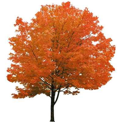autumn trees bp - 免费PNG