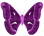 Butterfly, Butterflies, Insect, Insects, Deco, Purple, Pink, GIF - Jitter.Bug.Girl - Gratis animeret GIF