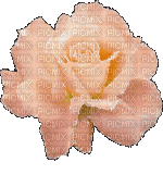 Fleur.Flower.Rose.gif.Victoriabea - GIF เคลื่อนไหวฟรี