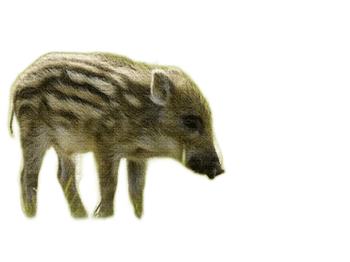 charmille _ animaux _ sauvages - zdarma png