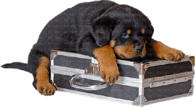 Kaz_Creations Animals Dog Pup Suitcase - gratis png