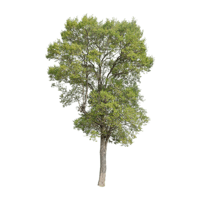 puu, tree, luonto, nature - png gratis