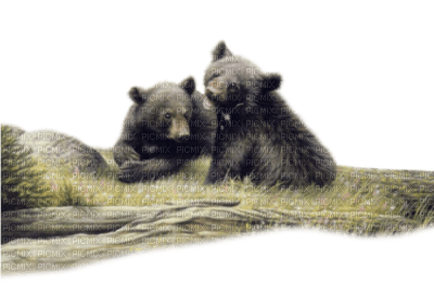 brown bear bp - png grátis