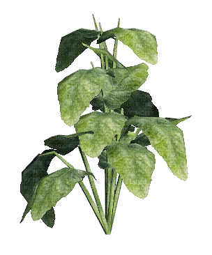 plants anastasia - Ilmainen animoitu GIF